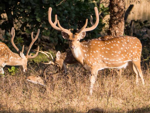 Ranthambore national park