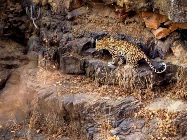 Ranthambore jagaur