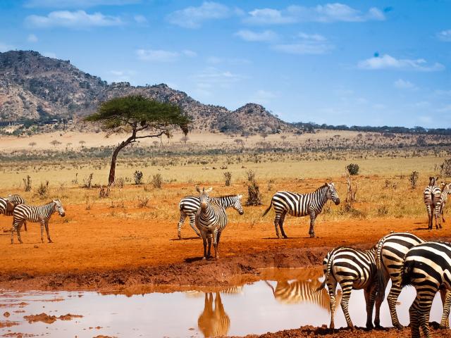 best-of-kenya-safari