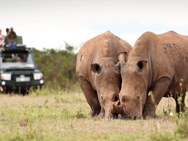 best-of-kenya-safari