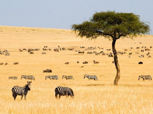 best-of-kenya-safari.