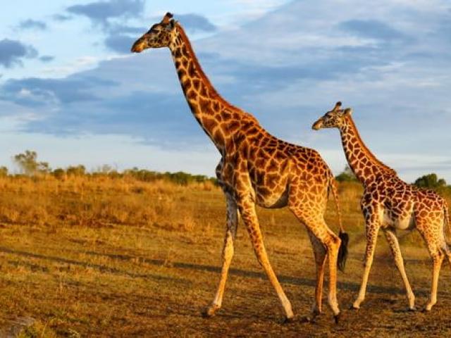 best-of-kenya-safari.