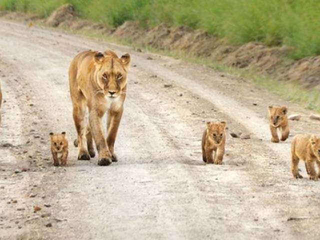 best-of-kenya-safari.