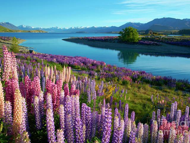 lupins-at-lake-tekapo-simon-bradfield