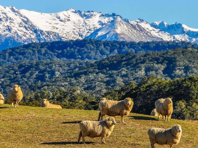 Newzealand holiday package