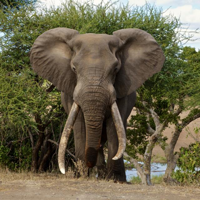 Kruger National ParK-6.jpg